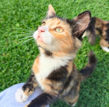Трехмесячные котята ищут дом! В дар!, котенок 3 месяца