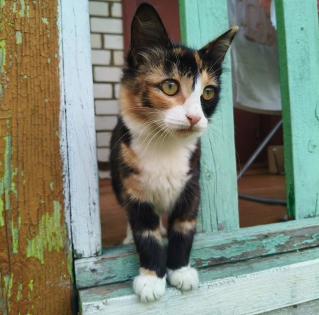 Трехмесячные котята ищут дом! В дар!, котенок 3 месяца