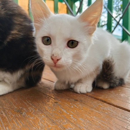 Трехмесячные котята ищут дом! В дар!, котенок 3 месяца