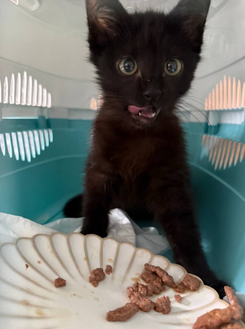 Котенок, 3 месяца , котенок 3 месяца