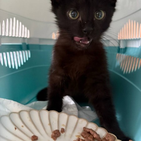 Котенок, 3 месяца , котенок 3 месяца
