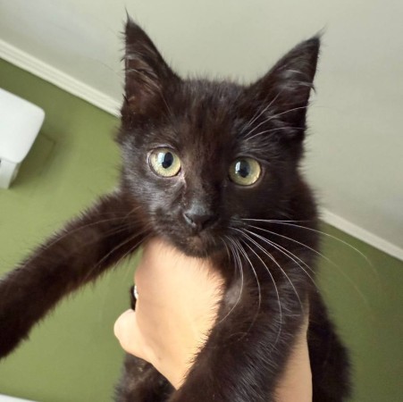 Котенок, 3 месяца , котенок 3 месяца