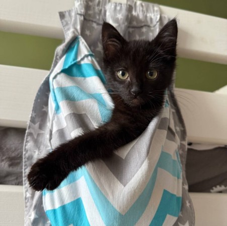Котенок, 3 месяца , котенок 3 месяца