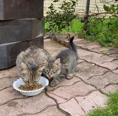 Кошечка ищет дом, котенок 3 месяца
