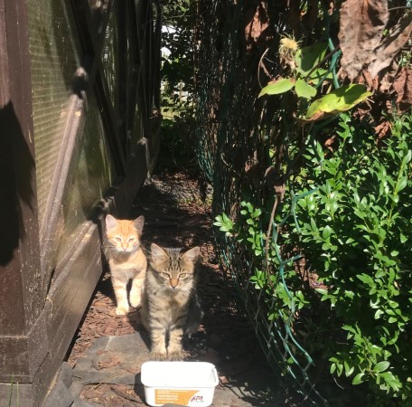 Кошечка ищет дом, котенок 3 месяца