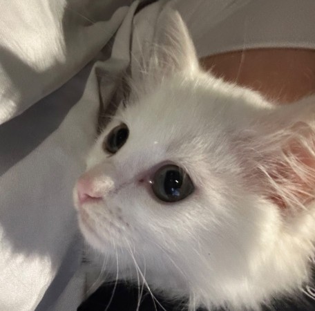 Ищем дом для маленького котенка Снежинки. В дар! 