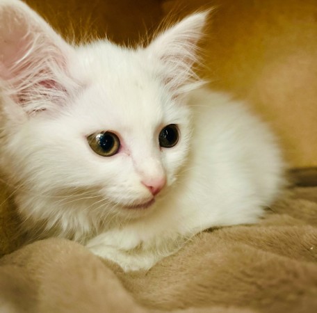 Ищем дом для маленького котенка Снежинки. В дар! 