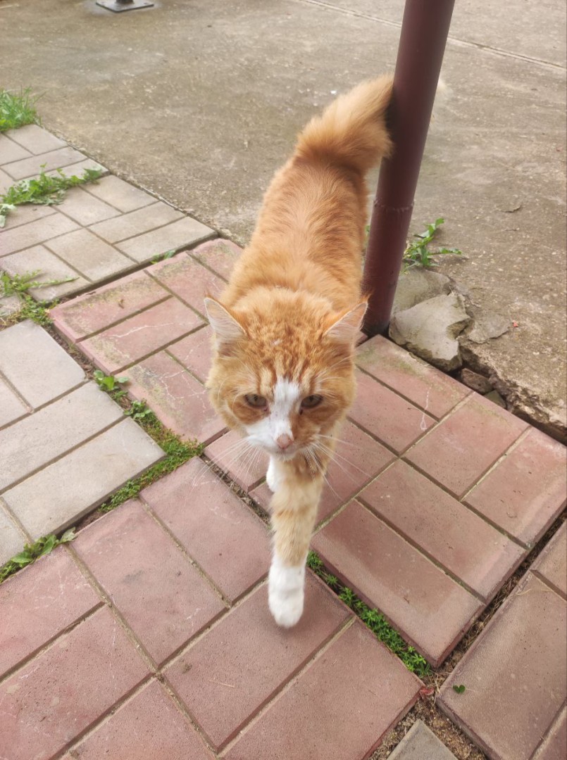 Рыжий молодой котик ищет любящих хозяев. В дар!, Рыжий с белым, Царицыно, Кот в добрые руки