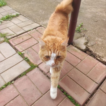 Рыжий молодой котик ищет любящих хозяев. В дар!, Рыжий с белым, Царицыно, Кот в добрые руки