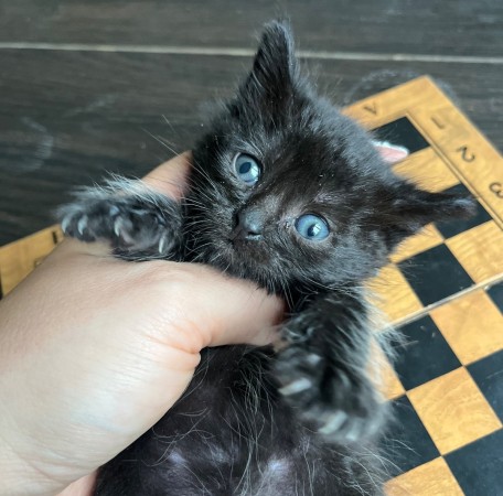 Котенок девочка ищет дом, ﻿котенок 1 месяц