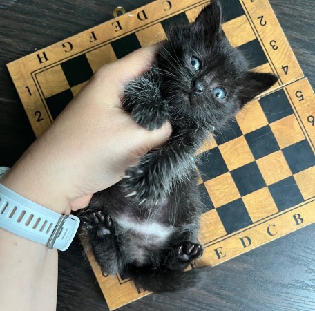 Котенок девочка ищет дом, ﻿котенок 1 месяц