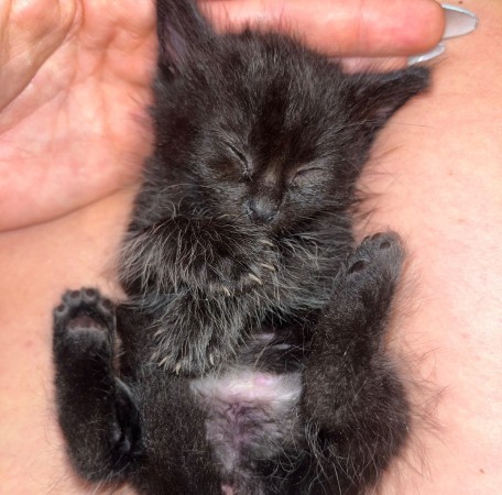 Котенок девочка ищет дом, ﻿котенок 1 месяц