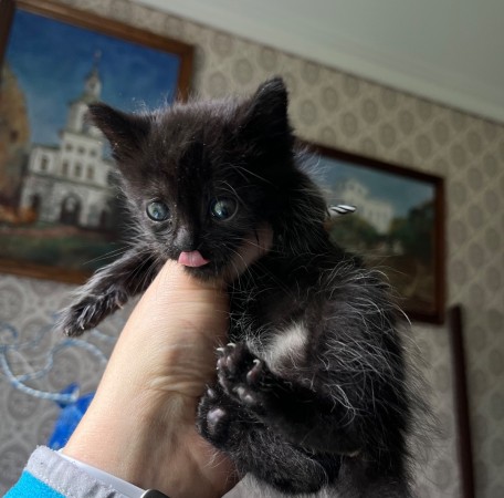 Котенок девочка ищет дом, ﻿котенок 1 месяц