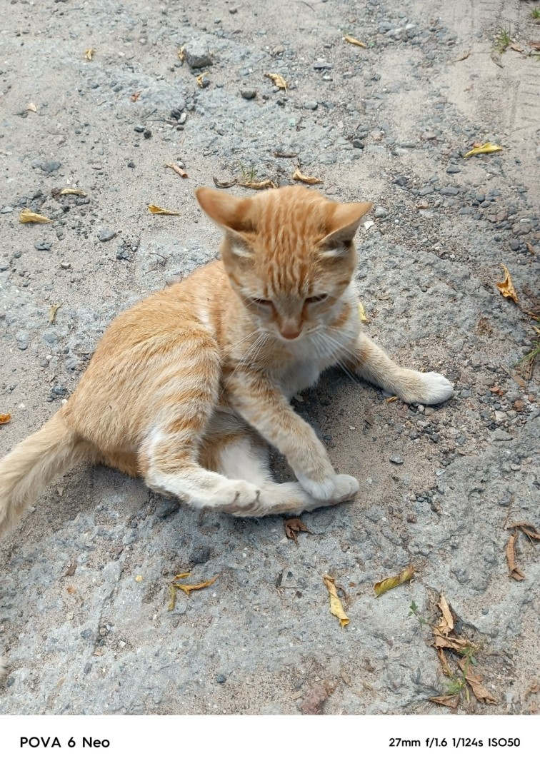 Ласковый рыжий кот ищет дом