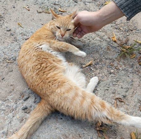 Ласковый рыжий кот ищет дом