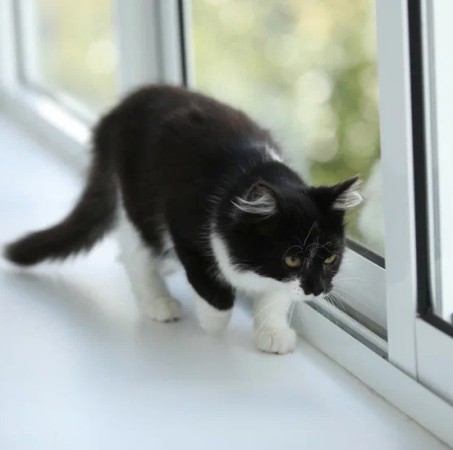 Котенок девочка Василиса ищет дом. В добрые руки!, котенок 3 месяца