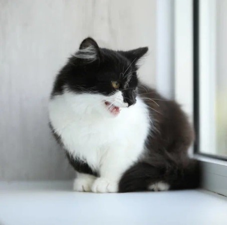 Котенок девочка Василиса ищет дом. В добрые руки!, котенок 3 месяца
