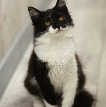 Котенок девочка Василиса ищет дом. В добрые руки!, котенок 3 месяца