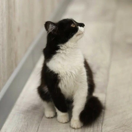 Котенок девочка Василиса ищет дом. В добрые руки!, котенок 3 месяца