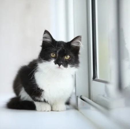 Котенок девочка Василиса ищет дом. В добрые руки!, котенок 3 месяца
