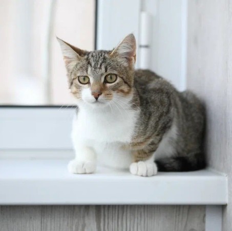 Котенок мальчик Максик ищет дом. В дар!, котенок 3 месяца