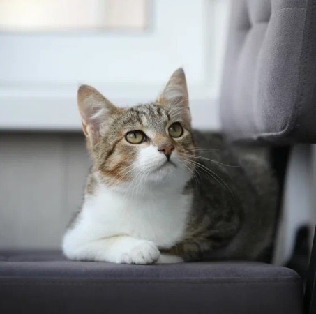 Котенок мальчик Максик ищет дом. В дар!, котенок 3 месяца