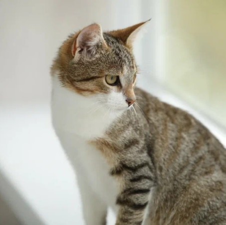 Котенок мальчик Максик ищет дом. В дар!, котенок 3 месяца