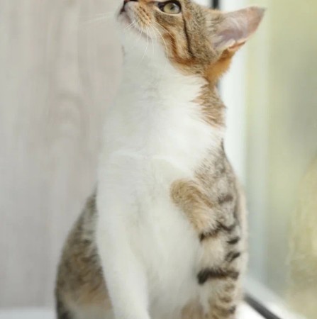 Котенок мальчик Максик ищет дом. В дар!, котенок 3 месяца