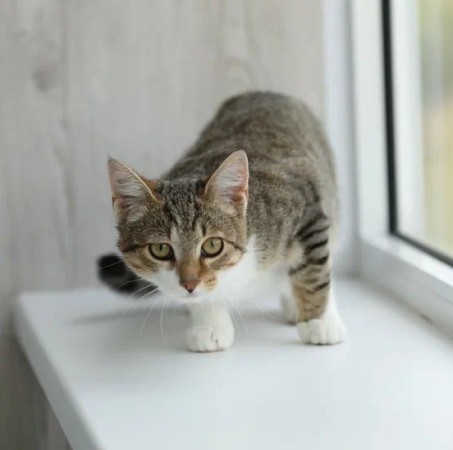 Котенок мальчик Максик ищет дом. В дар!, котенок 3 месяца