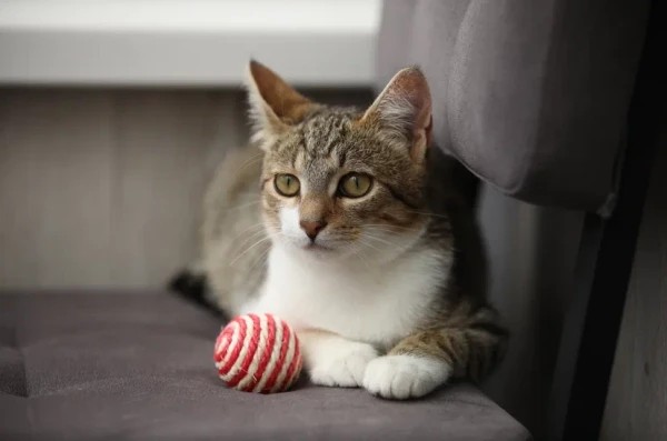Котенок мальчик Максик ищет дом. В дар!, котенок 3 месяца