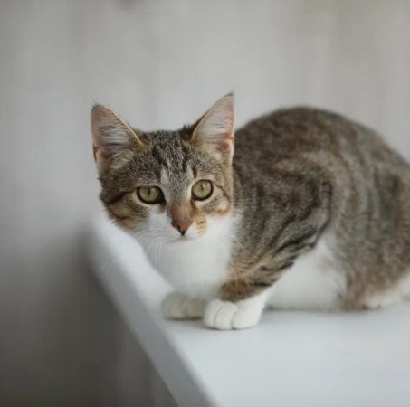 Котенок мальчик Максик ищет дом. В дар!, котенок 3 месяца