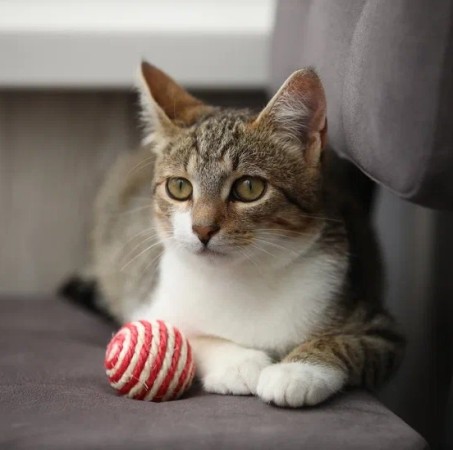 Котенок мальчик Максик ищет дом. В дар!, котенок 3 месяца