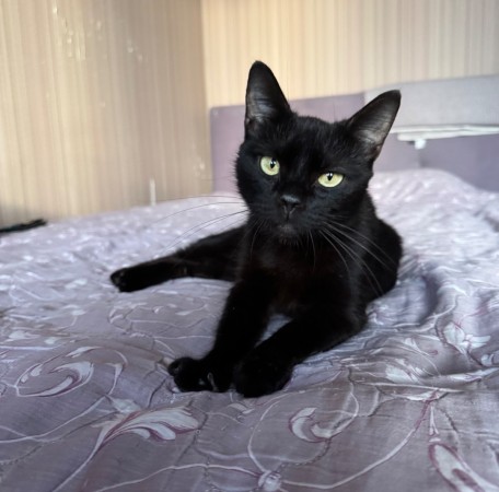 Кошечка Шанель в добрые руки , Черный, Сокольники, Кошка в хорошие руки