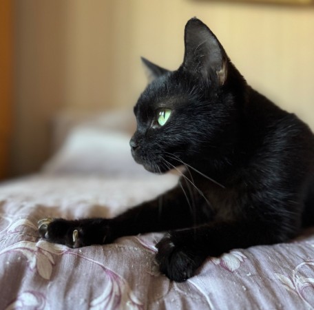 Кошечка Шанель в добрые руки , Черный, Сокольники, Кошка в хорошие руки