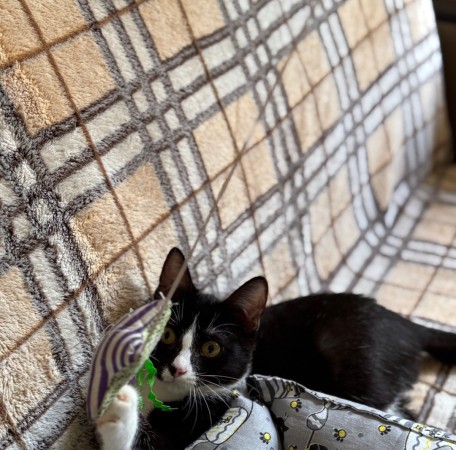 Чудесный котенок Маркиз ищет любящих котородителей❤️, котенок 3 месяца