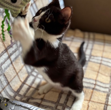 Чудесный котенок Маркиз ищет любящих котородителей❤️, котенок 3 месяца