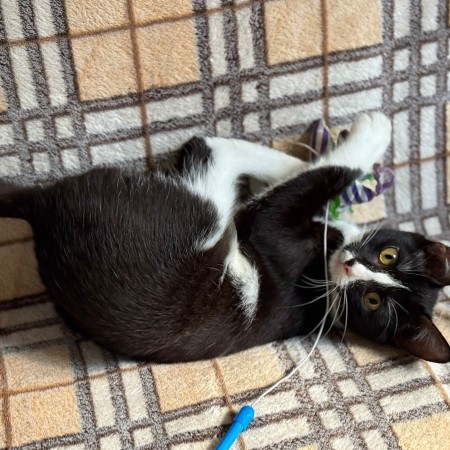 Чудесный котенок Маркиз ищет любящих котородителей❤️, котенок 3 месяца
