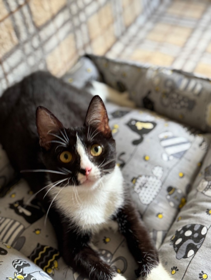 Чудесный котенок Маркиз ищет любящих котородителей❤️, котенок 4 месяца