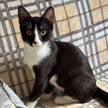 Чудесный котенок Маркиз ищет любящих котородителей❤️, котенок 3 месяца