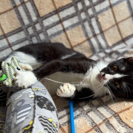 Чудесный котенок Маркиз ищет любящих котородителей❤️, котенок 3 месяца