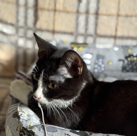 Чудесный котенок Маркиз ищет любящих котородителей❤️, котенок 3 месяца