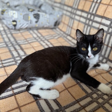 Чудесный котенок Маркиз ищет любящих котородителей❤️, котенок 3 месяца