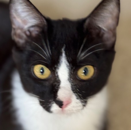 Чудесный котенок Маркиз ищет любящих котородителей❤️, котенок 3 месяца