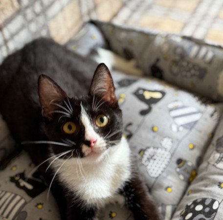 Чудесный котенок Маркиз ищет любящих котородителей❤️, котенок 3 месяца