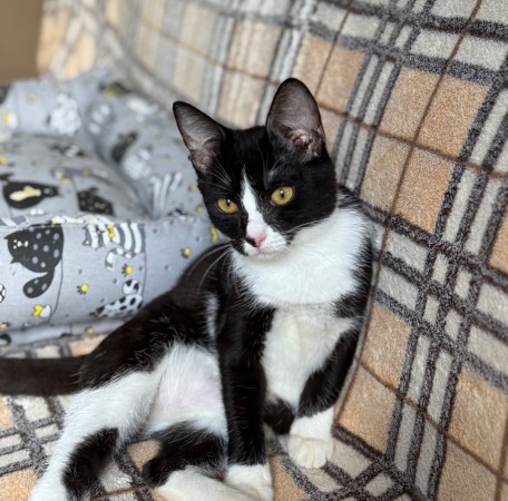 Чудесный котенок Маркиз ищет любящих котородителей❤️, котенок 3 месяца