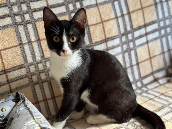 Чудесный котенок Маркиз ищет любящих котородителей❤️, котенок 3 месяца