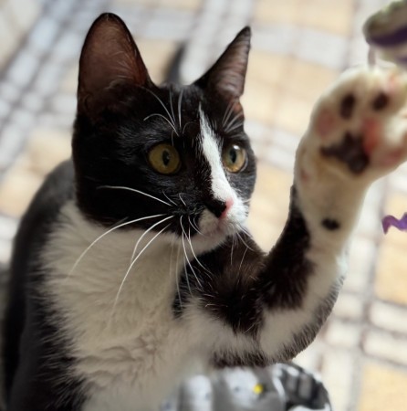 Чудесный котенок Маркиз ищет любящих котородителей❤️, котенок 3 месяца