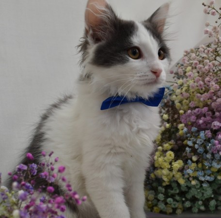 Милый пушистый котенок Антоша - в добрые руки, котенок 2 месяца