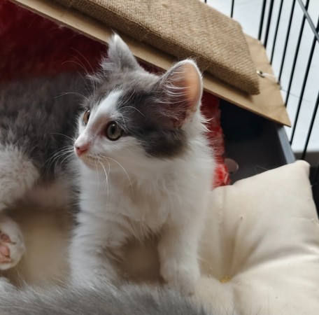 Пеппи - нежная , пушистая девочка-котенок , в добрые руки, котенок 2 месяца