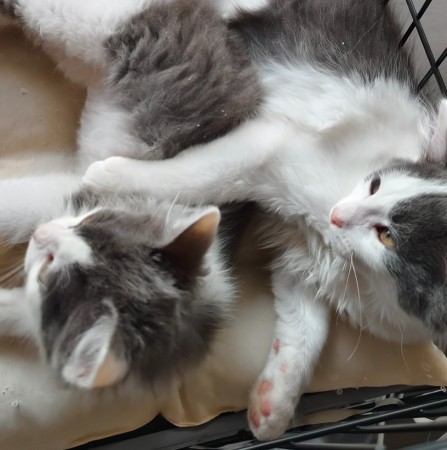 Пеппи - нежная , пушистая девочка-котенок , в добрые руки, котенок 2 месяца